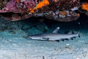 Manta Dive Gili Trawangan : Découvrez la plongée sous-marine