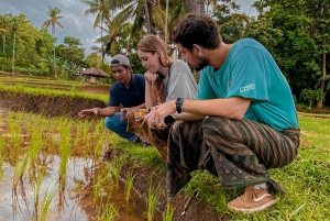 Dagsudflugt til vandfald på Nordlombok: Sendang Gile & Tiu Kelep