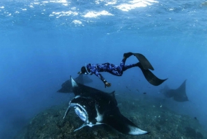 Nusa Penida: Dia inteiro de mergulho com snorkel em 4 pontos com barco particular