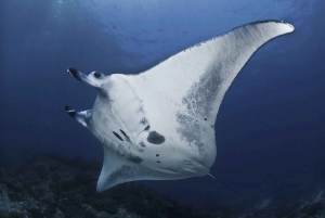 Nusa Penida: Heldags snorkling på 4 steder med privat båt