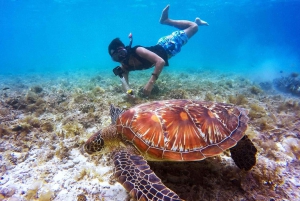 Nusa Penida: Hele dag snorkelen op 4 plekken met privéboot