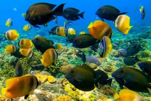 Nusa Penida: Dia inteiro de mergulho com snorkel em 4 pontos com barco particular