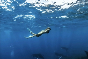 Nusa Penida: Dia inteiro de mergulho com snorkel em 4 pontos com barco particular