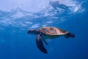 Oseana:Praivate snorkling trip Explore beautifull gili ocean