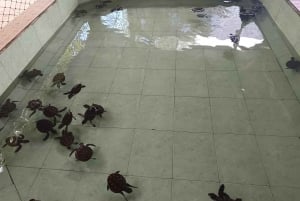 Ozzy Schnorcheln 3 Inseln Besuch Baby-Schildkröten