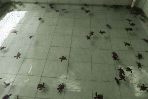 Ozzy Schnorcheln 3 Inseln Besuch Baby-Schildkröten