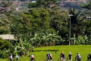 Pedale de bicicleta por terraços de arroz, florestas e cavernas Lawang