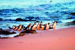 Phillip Island: Penguins, Kangaroos, and Koalas