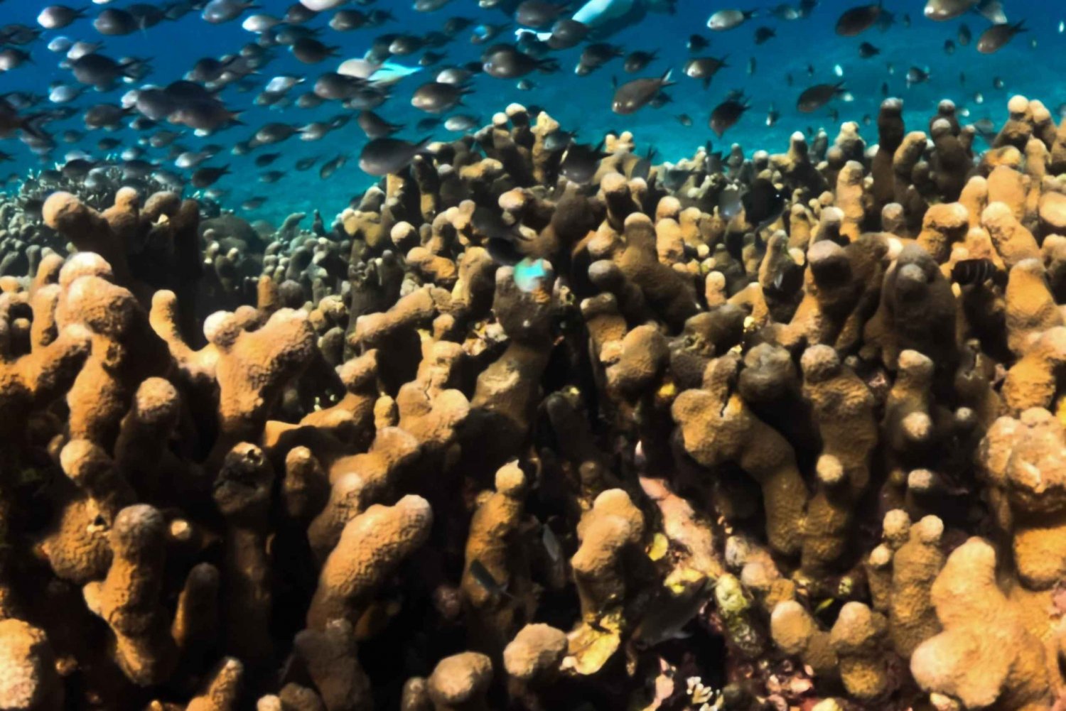 Tour privato di snorkeling a Gili Trawangan, Gili Meno e Gili Air