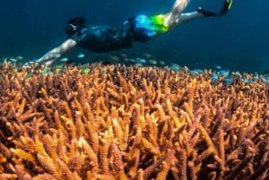 Yksityinen snorklauskierros Gili Trawangan, Gili Meno, Gili Air