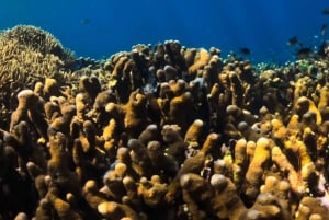 Tour particular para mergulho com snorkel em Gili Trawangan, Gili Meno e Gili Air