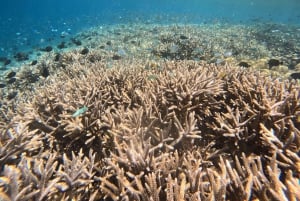 Private 4-Island Tour: Gili Kondo, Petagan, Bidara by Boat