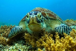 Private Group Snorkeling 3 Gili Islands from Gili Trawangan