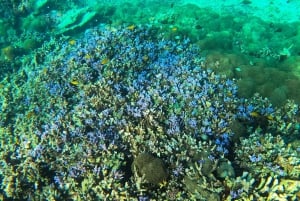 Privat gruppe snorkling på 3 Gili-øyer fra Gili Trawangan