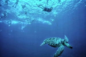 Visite d'une jounée privée de plongée en apnée aux îles Gili