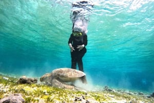 Visite d'une jounée privée de plongée en apnée aux îles Gili