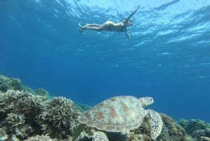 Gili Trawangan: Private Snorkeling (Coral, Statues, Turtles)