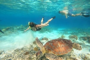 Gili Trawangan: Private Snorkeling (Coral, Statues, Turtles)