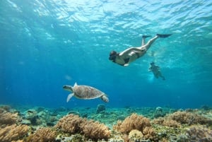 Gili Trawangan: Private Snorkeling (Coral, Statues, Turtles)