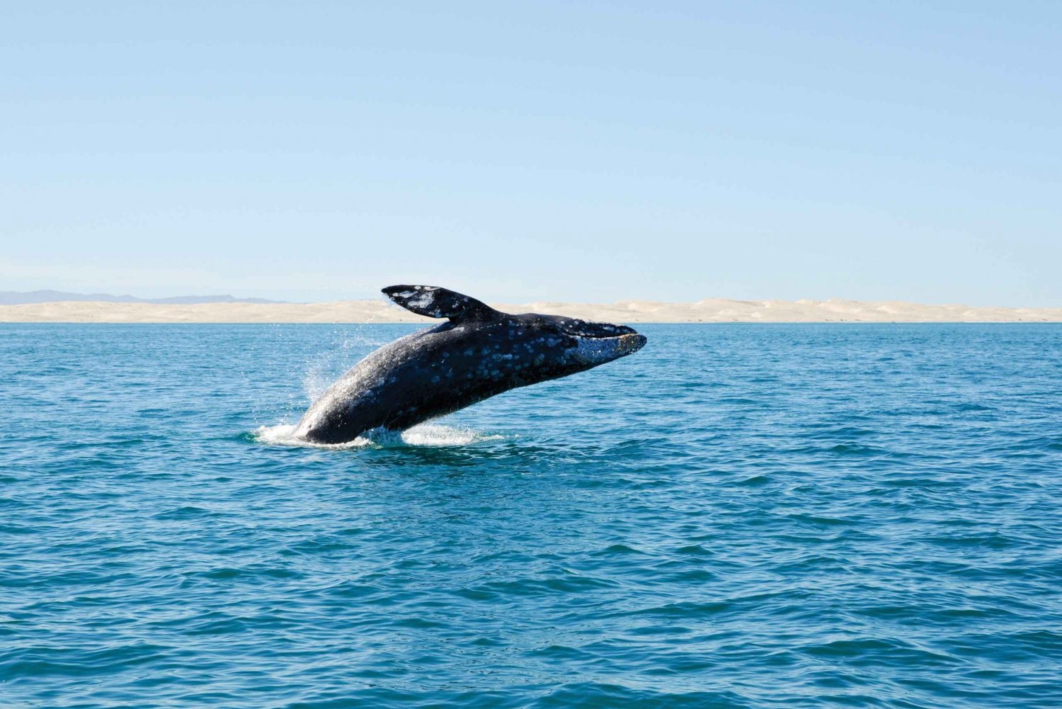 San Diego Whale and Dolphin Watching Cruises