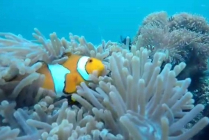 Snorkling på Secret Island Gili Nanggu, Sudak och Kedis