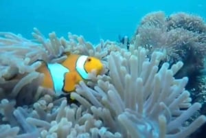 Secret Island Gili Nanggu, Sudak and Kedis Snorkeling tour