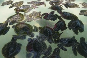 Snorkeling su 3 isole con barca con fondo di vetro e GOPRO SHOOT