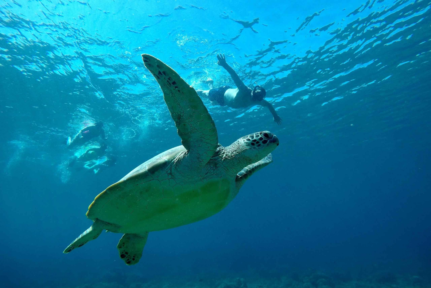 Excursion de plongée en apnée à Gili T en bateau à fond de verre et visite des tortues