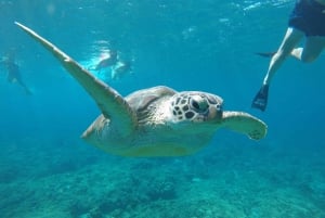 Viagem de snorkeling em Gili T num barco com fundo de vidro e visita a tartarugas