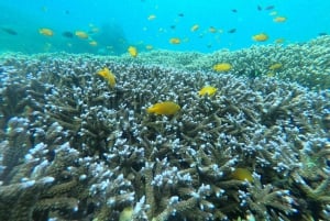 Udostępnij snorkeling na 3 Gilis