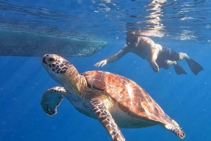 Partage Snorkeling 3 îles Visite d'un sanctuaire de tortues