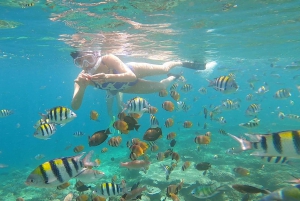 Delning Snorkling 3 Öar Besök sköldpaddsreservat