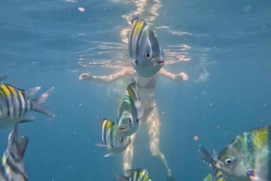 Delning Snorkling 3 Öar Besök sköldpaddsreservat