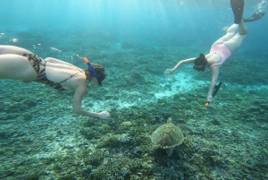 3つの島でシュノーケリングをシェアしてカメ保護区を訪問