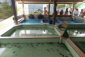 Delning Snorkling 3 Öar Besök sköldpaddsreservat