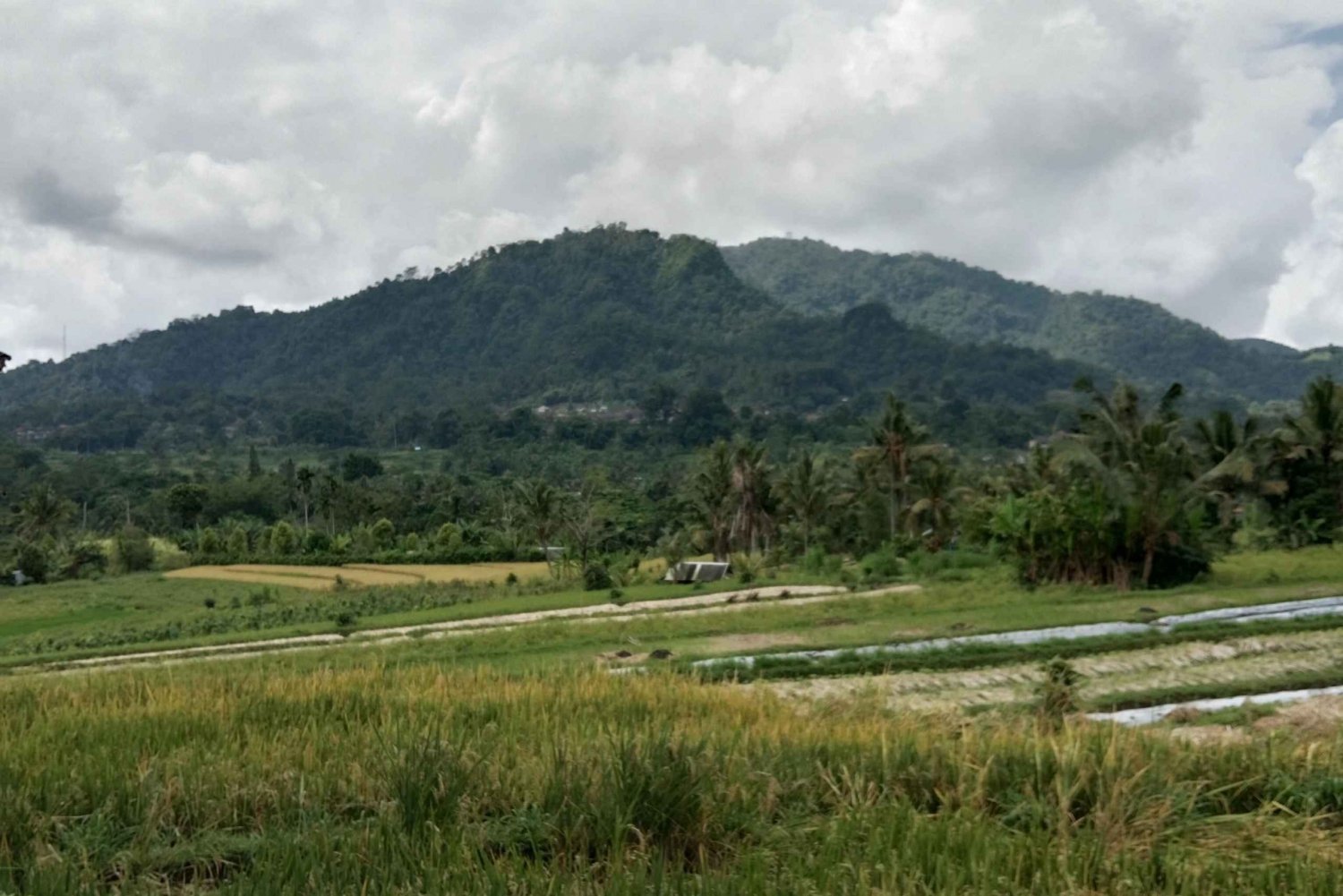 Sidemen Adventures: The Scenic Rice Fields and Village Life