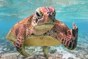 Snorkling og omvisning med båt ved soloppgang