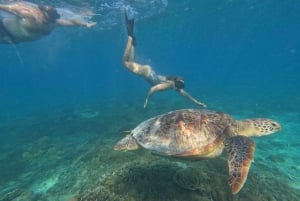 Snorkling rundt 3 øyer og skilpaddereservat