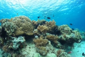 Gili Trawangan : Prywatny snorkeling w 4 miejscach z Gopro