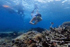 Snorkling til Gili Nanggu, Tangkong, Sudak og Kedis