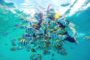 Snorkling til Gili Nanggu, Tangkong, Sudak og Kedis