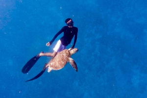 Mergulho com tartaruga e estátua subaquática em Gilis