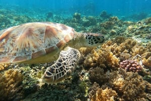 snorkling explore