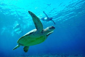 Sunrise stand up paddle board and see turtles