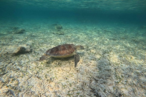 Snorkling vid solnedgången privat