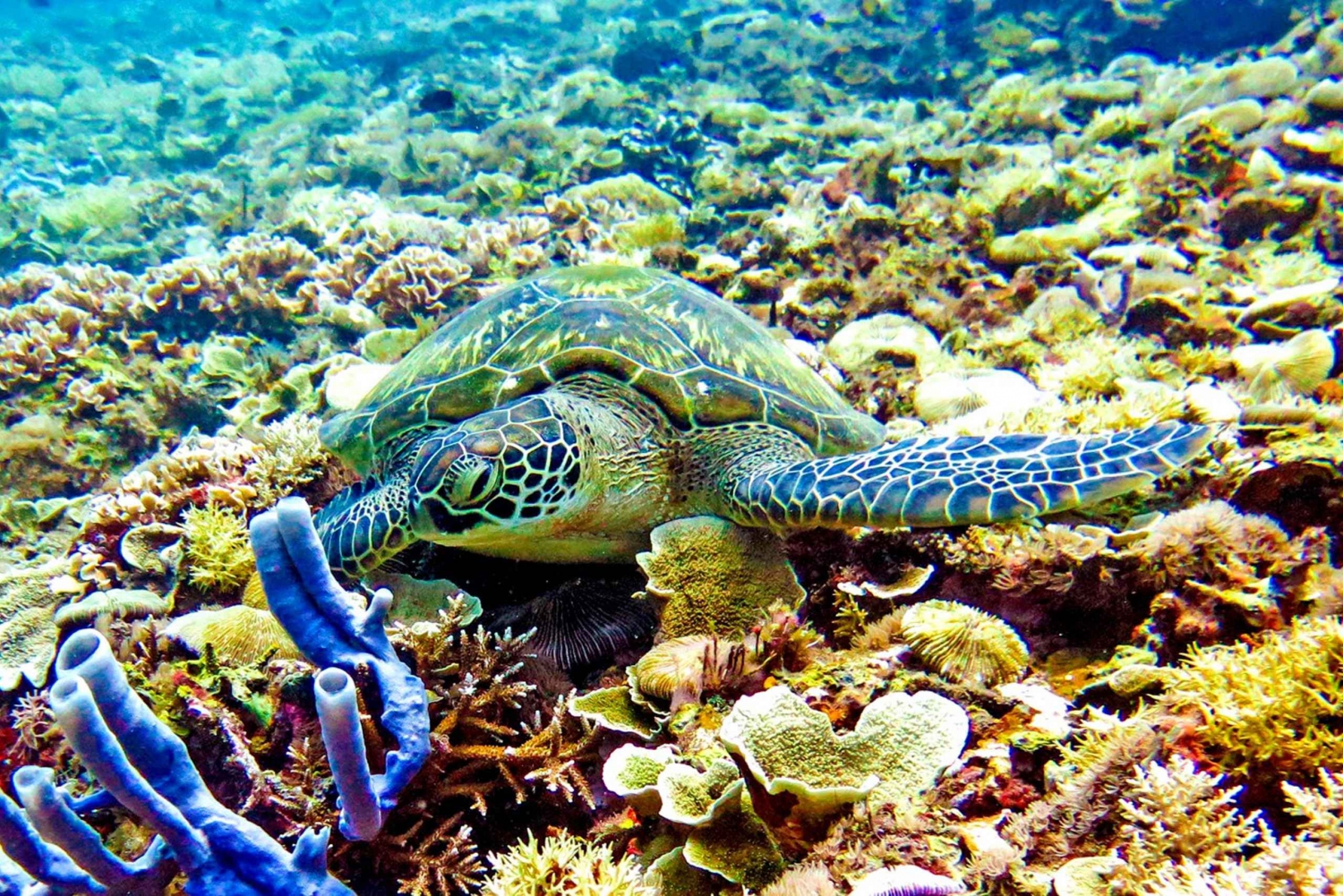 viagem de mergulho com snorkel ao pôr do sol