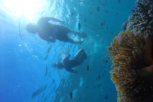 Snorkling på Tangsi Beach, Gili Gambir och Gili Petelu