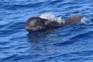 Tenerife: Whale & Dolphin Watching with Drinks and Snacks