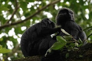 Tete Batu : Tagestour Wanderung über Reisterrassen und schwarze Mongke