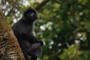 Tete Batu : Day Tour Walk on Rice Terraces and black Mongky